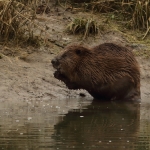 bever