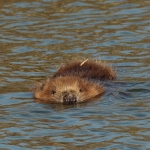 bever