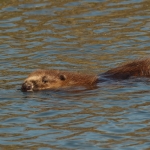 bever