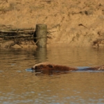 bever
