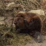 bever