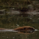 bever