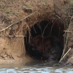 bever