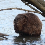 bever