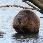 bever