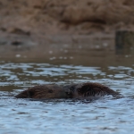 bever
