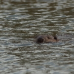 bever