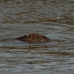 bever