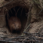 bever
