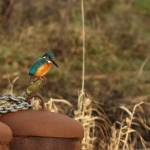 ijsvogel