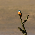 ijsvogel