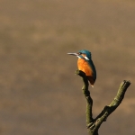 ijsvogel