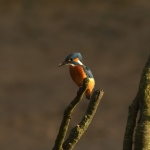 ijsvogel