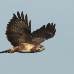 Buizerd