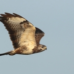 Buizerd