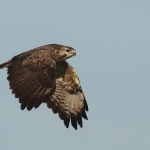 Buizerd