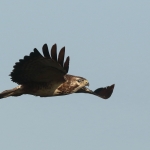 Buizerd