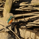 ijsvogel