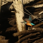 ijsvogel