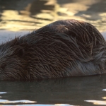 bever