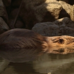 bever