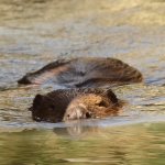 bever