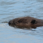 bever