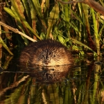 Natuur