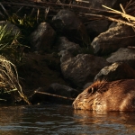 bever