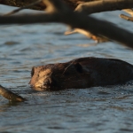 bever