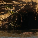 bever
