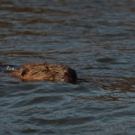 bever