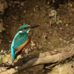ijsvogel