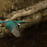 ijsvogel