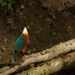ijsvogel