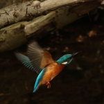 ijsvogel