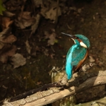 ijsvogel