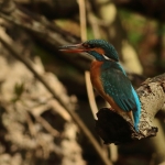 ijsvogel