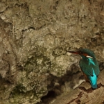 ijsvogel