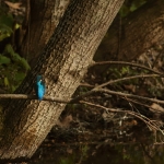ijsvogel