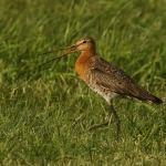 grutto