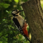 Vogels