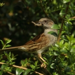 Vogels