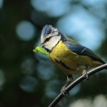 Vogels