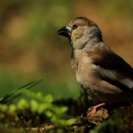 Vogels