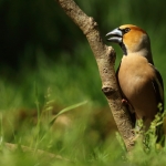 Vogels