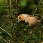 Vogels