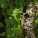 Vogels