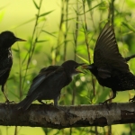 Vogels