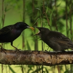 Vogels